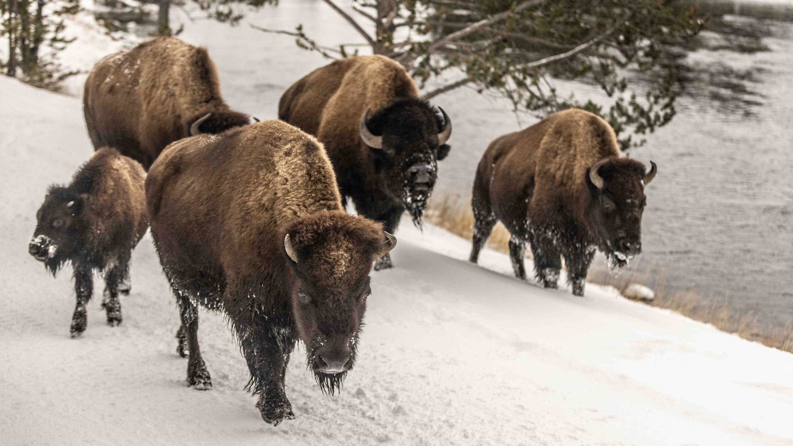 An image of bison walking around a truck making Amazon deliveries in Yellowstone National Park.