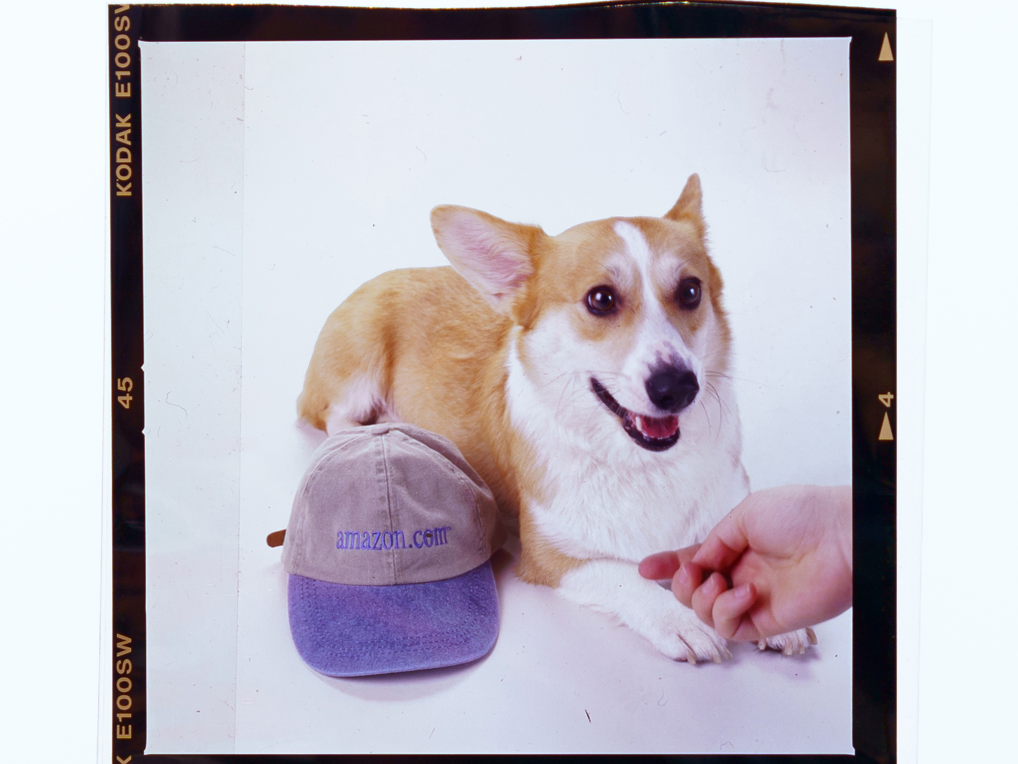 Single frame of Kodak slide film, showing an image of a dog lying down next to an amazon.com baseball cap. The dog, a corgi, has its mouth slightly open. A person's hand is reaching in from the bottom right of the image and petting the corgi.